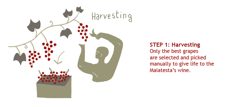 Step 1: Harvesting