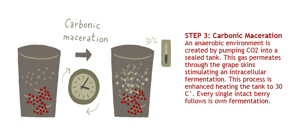 Step 3: Carbonic Maceration