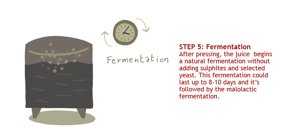 Step 5: Fermentation