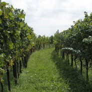 Vineyard
