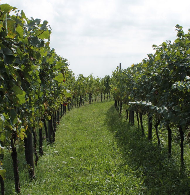 Vineyard