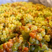 White grapes of Pinor Bianco after Carbonic Maceration