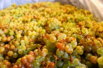 White grapes of Pinor Bianco after Carbonic Maceration