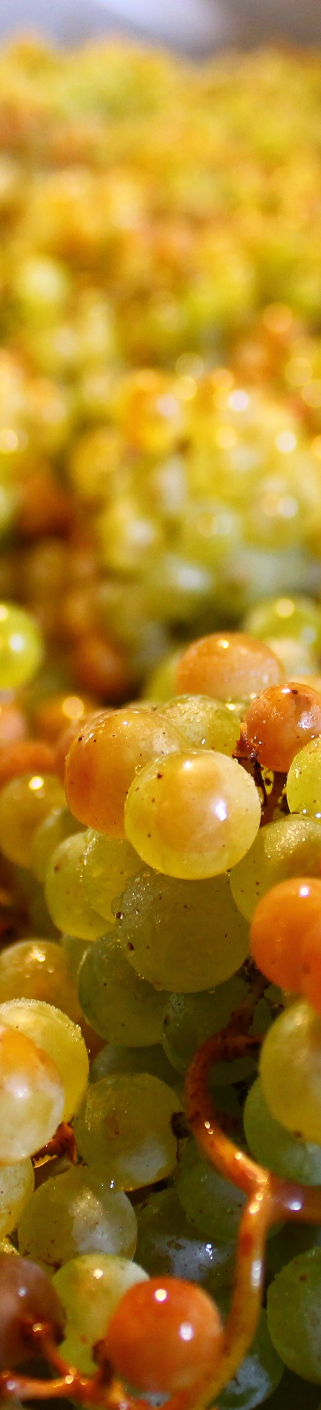 White grapes of Pinor Bianco after Carbonic Maceration