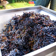 Malatesta’s red grape
