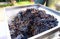 Malatesta’s red grape