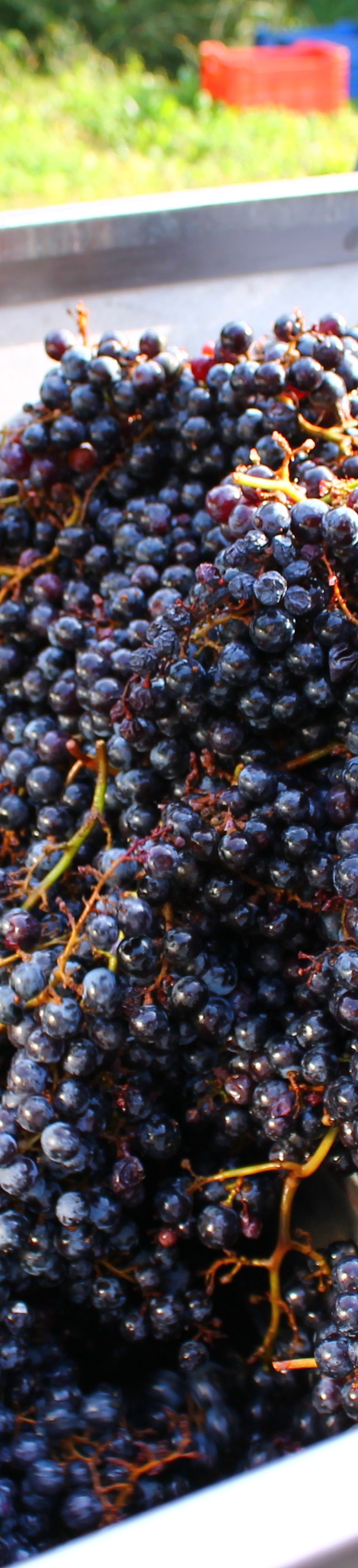 Malatesta’s red grape