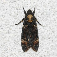 Death’s-head Hawk moth….