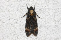 Death’s-head Hawk moth….