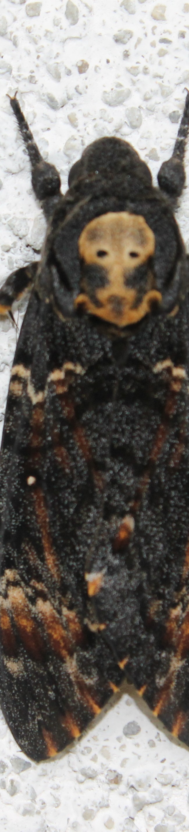 Death’s-head Hawk moth….