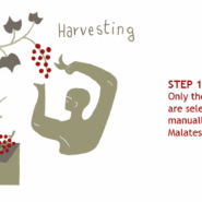 Step 1: Harvesting
