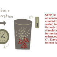 Step 3: Carbonic Maceration